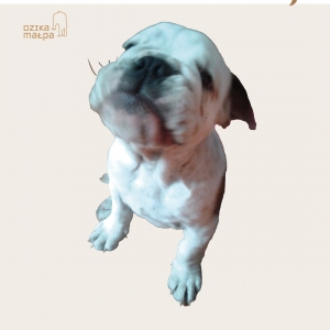 Dlaczego powstała książka o psie Odzie?